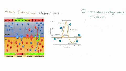 put-the-steps-of-the-action-potential-in-order-voltage-gated-k-channels-open-stimuli-received-by-a-receptor-voltage-gated-na-channels-close-na-channels-open-graded-potential-repolarization-o-56213