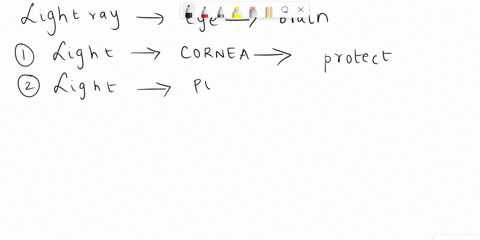 explain-how-you-see-and-track-the-pathway-of-light-from-the-cornea-to-the-occipital-lobe-of-the-brain-98473