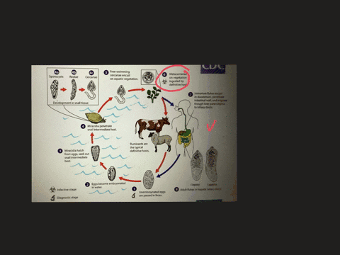 how-can-you-get-infected-with-fasciola-hepatica-a-by-eating-eggs-on-grass-b-by-eating-raw-or-undercookedfish-c-by-being-exposed-to-eggs-passed-out-in-the-faeces-of-man-orpig-d-by-accidentally-eating-m