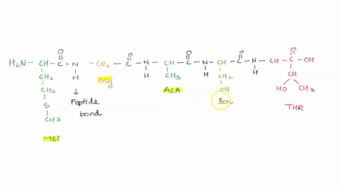 a-cell-has-made-a-protein-destined-to-be-secreted-from-the-cell-the-final-functional-protein-is-only-5-amino-acids-long-the-sequence-is-n-met-gly-ala-ser-thr-c-draw-the-protein-include-all-p-95103