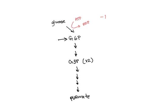 how-many-molecules-of-atp-are-produced-from-glycolysis-net-when-starting-with-glucose-6-phosphate-1-2-3-4-26183