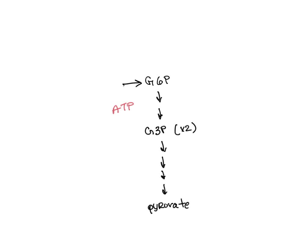 Solved Text For Each Molecule Of Glucose Entering The Anaerobic