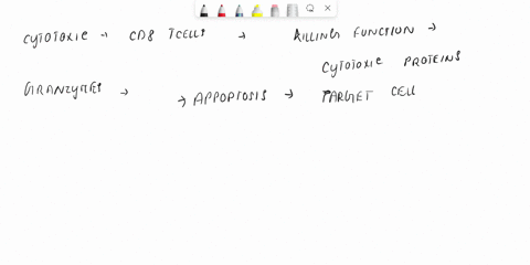 1-which-of-the-following-statements-about-the-double-negative-dn-population-of-developing-thymocytes-are-true-a-all-of-these-statements-are-true-b-located-in-the-cortex-of-the-thymus-c-subje-79006