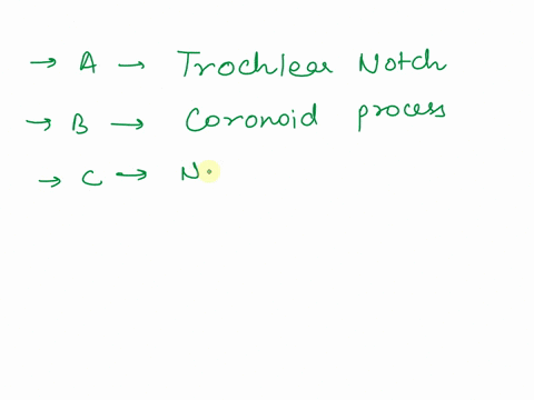 ais-pointing-to-the-notch-b-is-pointing-to-the-process_-c-is-pointing-to-the-process_-name-the-bone-indicated-as-d-identify-the-part-of-the-bone-indicated-as-ej-identify-the-part-of-the-bone-93805