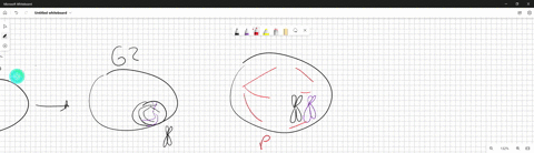 draw-the-different-stages-of-meiosis-interphase-prophase-i-metaphase-i-anaphase-i-telophase-i-prophase-ii-metaphase-ii-anaphase-ii-telophase-ii-82883