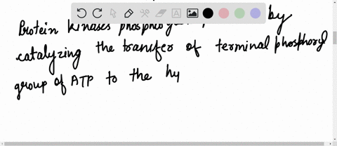 which-of-the-following-proteins-cannot-be-phosphorylated-using-protein-kinase-in-prokaryotic-organisms-a-threonine-b-tyrosine-c-serine-d-asparagine