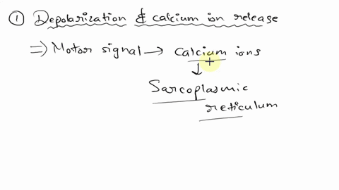 which-of-the-following-does-not-occur-during-muscle-contraction-release-of-calcium-into-sarcoplasm-unmasking-of-myosin-binding-sites-on-actin-binding-of-atp-on-actin-head-shortening-of-sarco-44785