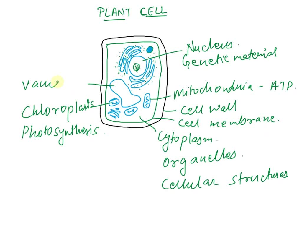 Plant cell - Wikipedia