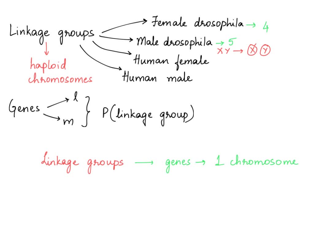 SOLVED2) What are linkage groups? How many linkage groups are there in