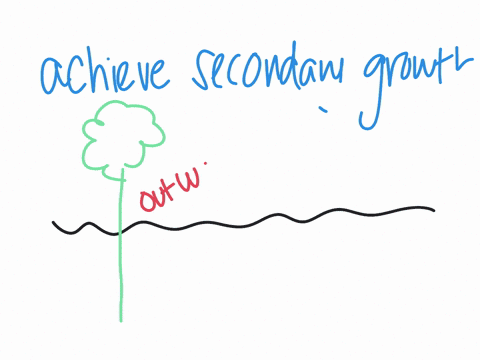how-some-plants-achieve-secondary-growth