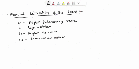 procedure-2-frontal-dissection-of-the-heart-label-parts-in-the-frontal-dlssectlon-of-the-heart-see-dlagram-below-26-11-10-12-14-19-21-23-16-18-20-22-25-24-03753