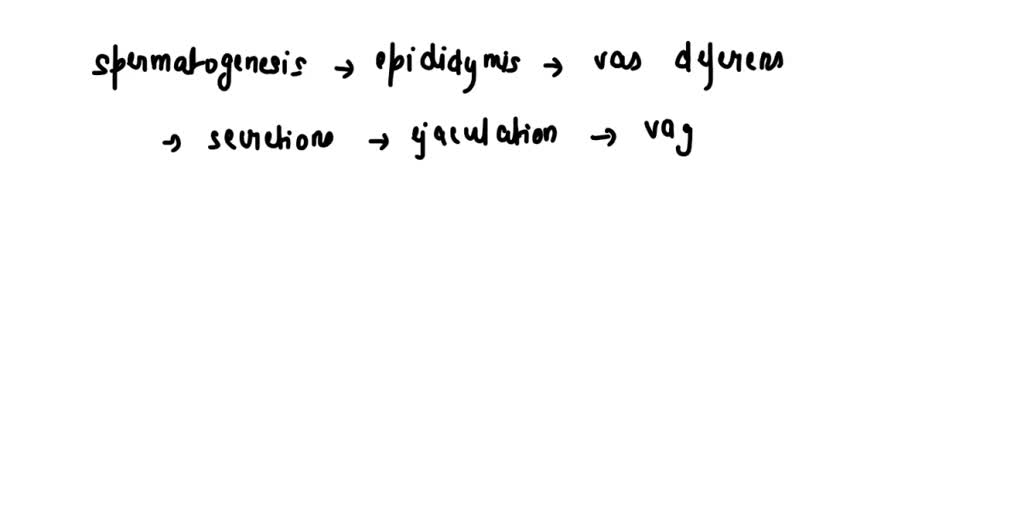 SOLVED a) Create a flow chart, summarizing the pathway of a sperm from