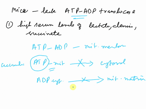 mice-that-completely-lack-atp-adp-translocase-leftmathrmant-mathrmant-right-can-be-made-by-using-the-56472