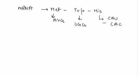 the-following-amino-acid-sequence-is-found-in-a-tripeptide-met-trp-his-give-all-possible-nucleotid-2-65973