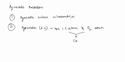 general-biology-i-help-i-tried-answering-them-but-i-am-not-sure-especially-for-the-last-two-1-put-the-basic-steps-of-pyruvate-oxidation-in-order-1-pyruvate-enters-the-mitochondria-2-pyruvate-85187