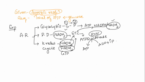 list-the-products-of-each-metabolic-pathway-including-glycolysis-pyruvate-dehydrogenase-complex-and-krebs-cycle-involved-in-the-process-of-oxidizing-one-molecule-of-glucose-how-do-these-prod-46434