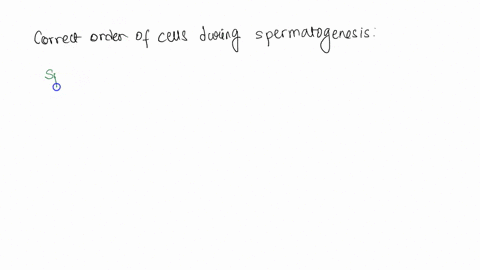 during-spermatogenesis-a-spermatogonial-stem-cell-undergoes-multiple-cell-divisions-to-eventually-produce-4-haploid-sperm-put-the-cells-in-order-from-spermatogonial-stem-cell-to-sperm-sperma-73045