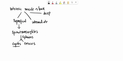 intrinsic-muscles-of-the-back-that-promote-extension-of-the-spine-or-head-include-all-but-a-splenius-58756