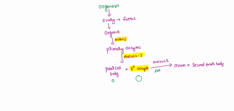 oogenesis-multiple-choice-occurs-in-the-ovary-occurs-in-the-ovary-produces-four-equal-sized-eggs-with-23-chromosomes-each-produces-four-equal-size-eggs-occurs-in-the-ovary-and-produces-eggs-93187