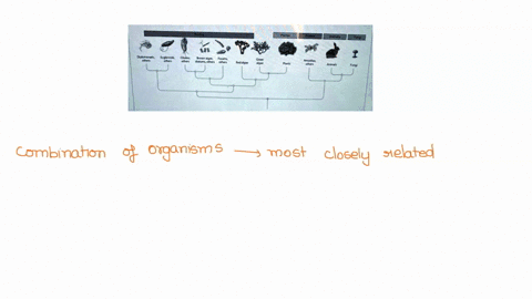 according-to-the-tree-below-which-of-the-following-combinations-of-organisms-most-closely-related-4a-qjomo4t-aelet-loet-unma-clliates-jrd-amocos-umals-ande-unei-amoclis-and-plnn-plonts-nrd-u-37955
