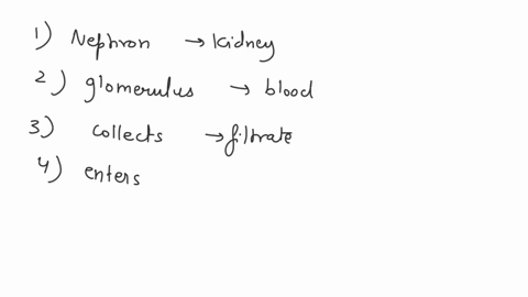 nephron-glomerulus-bowmans-capsule-water-descending-loop-of-henle-ascending-loop-of-henle-becomes-more-dilute-filtrate-proximal-tubule-collecting-duct-nacl-blood-supply-flows-becomes-more-co-76533