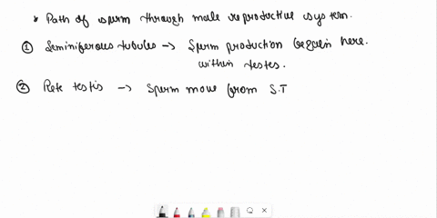 trace-the-path-of-sperm-through-the-male-reproductive-system-the-pathway-starts-at-1-spongy-urethra-seminiferous-tubule-external-urinary-meatus-rete-testis-prostatic-urethra-epididymis-ejacu-36575