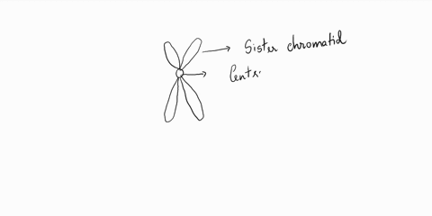 a-chromatin-b-chromosome-c-centromere-d-chromatid-structure-a-is-a-b-iqh-51013