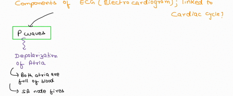 describe-the-parts-of-the-electrocardiogram-ecg-and-explain-how-these-electrical-events-are-related-to-the-mechanical-events-of-the-cardiac-cycle-please-write-the-answer-in-a-paragraph-form-56676