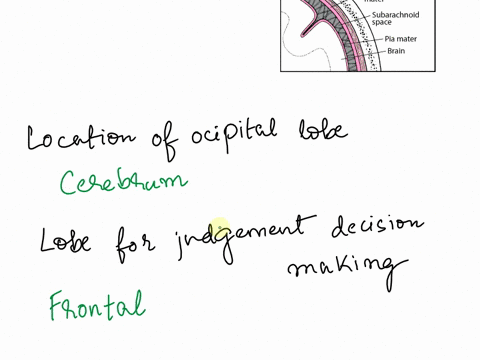 3-1-what-area-of-our-brain-would-allow-us-to-recognize-an-object-with-our-eyes-closed-optic-chiasm-wernickes-region-somatosensory-association-area-epithalamus-2-match-the-meninge-to-the-corr-33652