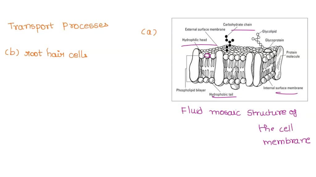 SOLVED: Use your knowledge of cell membrane structure and active transport,  and how this process is related to plant root hair cells, to answer this  question: Introduction As you will know there