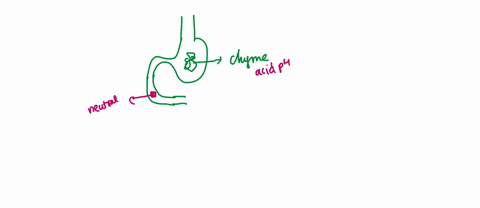 acid-chyme-produced-by-stomach-is-neutralized-in-the-intestine-by-which-of-the-following-a-pancreatic-secretions-b-brush-border-enzymes-c-gastric-juice-d-mucus-production-57647