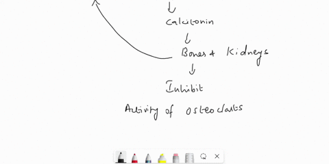 due-at-midnight-help-what-is-one-way-that-calcitonin-and-parathyroid-hormone-maintain-homeostasis-a-calcitonin-stimulates-the-kidneys-to-excrete-calcium-when-calcium-levels-are-too-high-whil-68785