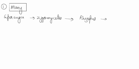 phylum-zygomycetes-sample-rhizopus-common-bread-mold-go-on-line-and-get-an-image-of-this-macroscopically-and-microscopically-draw-and-label-the-following-structures-on-your-drawing-hyphae-sp-88558