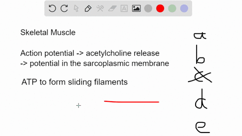 which-statement-about-skeletal-muscle-contraction-is-not-true-a-a-single-action-potential-at-the-n-2-30237