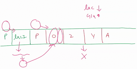 select-all-that-applyf-when-both-cap-and-the-lac-rcpressor-arc-active-when-both-cap-and-the-lac-repressor-are-inactive-when-capis-inactivc-and-the-lac-rcpressor-is-activc-when-capis-active-a-68033