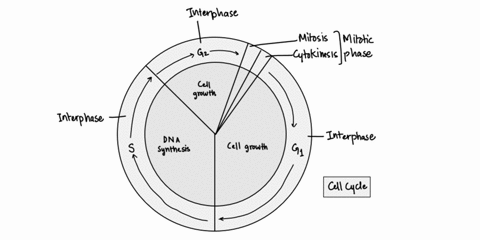 match-the-chromosome-activity-to-the-phase-of-the-cell-cycle-chromosomes-are-decondensed-and-not-visible-with-the-use-of-a-microscope-asynthesis-phase-bmetaphase-canaphase-d-gap-phase-etelop-86786