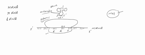 how-does-a-ribosome-know-which-amino-acids-to-incorporate-into-a-new-protein-79986