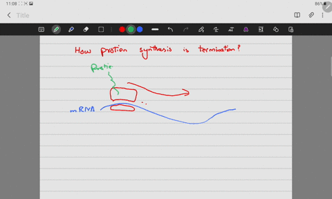 how-is-protein-synthesis-terminated-select-one-a-a-release-factor-recognizes-the-termination-codon-and-enters-the-a-site-b-a-trna-for-the-termination-codon-enters-the-a-site_-trna-for-the-te-96488