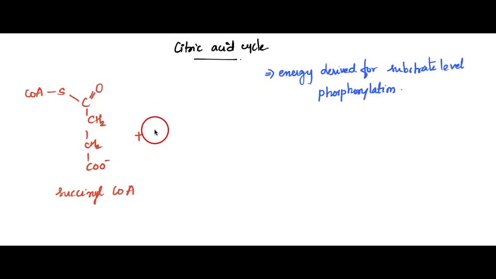 SOLVED: The energy derived for substrate level phosphorylation in the ...