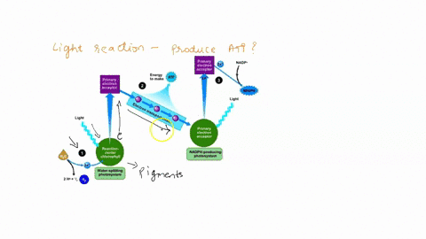 how-the-light-reactions-generate-atp-and-nadph-primary-electron-acceptor-nadpt-energy-atp-to-make-primary-electron-acceptor-nadph-light-light-primary-electron-acceptor-reaction-center-chloro-59398