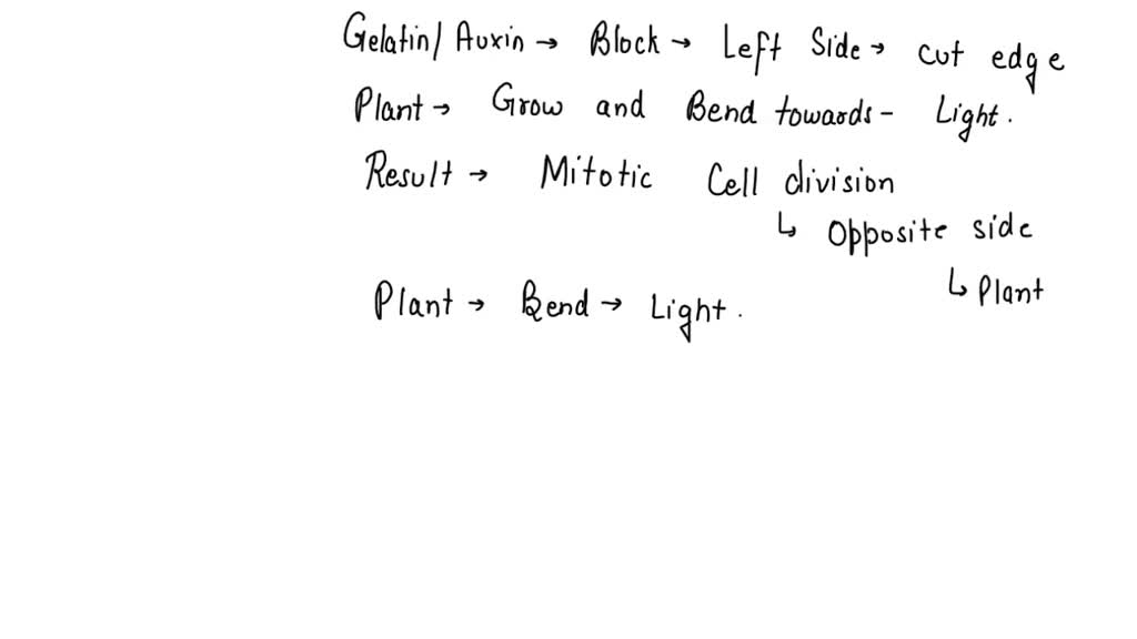 briggs auxin experiment