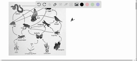 which-of-the-following-is-a-food-chain-that-can-be-made-fro-this-food-web-rcourses63907pagesfinal-exam-part-2module_item_id-5489963-eagle-python-wolf-dragonfly-thrush-rat-frog-butterfly-frui-59516