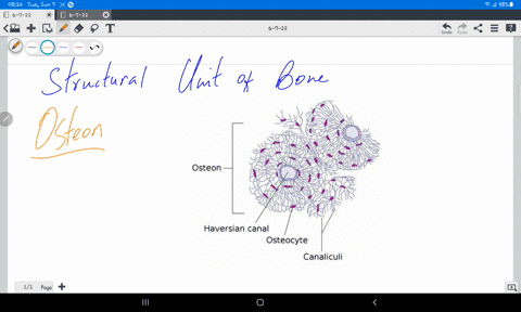 explain-in-detailed-structural-unit-of-bone-56285