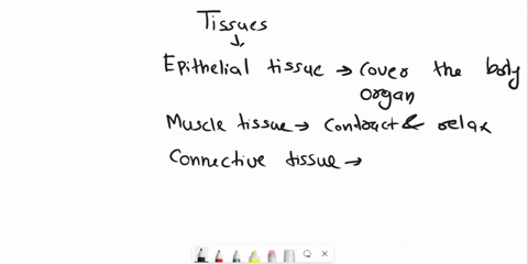 identify-which-classification-the-tissue-samples-belong-to-connective-tissue-epithelial-tissue-nervoustissue-muscle-tissue-muscle-tissue-nervous-tissue-epithelial-tissue-22332