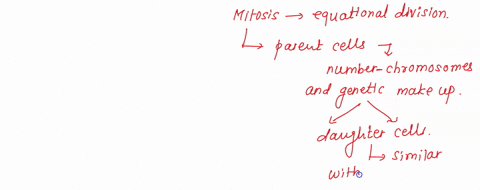 5-phases-of-mitosis-what-is-the-starting-cell-called______________________-what-are-the-two-new-cells-called__________________-are-these-cells-genetically-identical-to-each-other-___________-46554