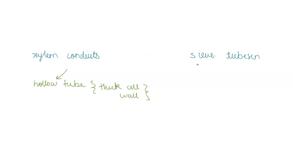 SOLVED: Describe the structure of xylem conduits and sieve tubesin ...