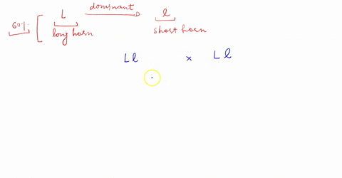 question-4-1-pts-you-are-studying-gene-that-controls-ossicone-horn-length-in-giraffes-the-wild-type-long-ossicone-allele-l-is-dominant-to-the-mutant-short-ossicone-i-allele-however-the-l-all-38206