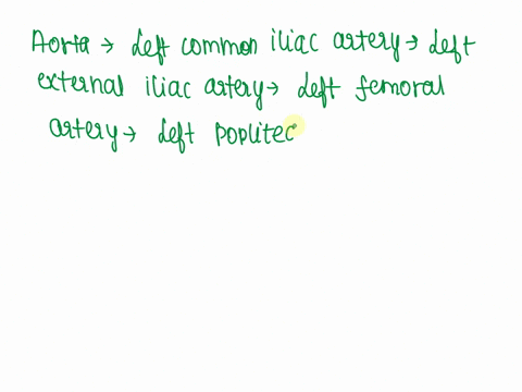 what-is-one-possible-path-of-blood-from-the-heart-to-the-left-hallux-and-back-to-the-heart-aorta-left-common-iliac-artery-left-external-iliac-artery-left-femoral-artery-left-popliteal-artery-09806