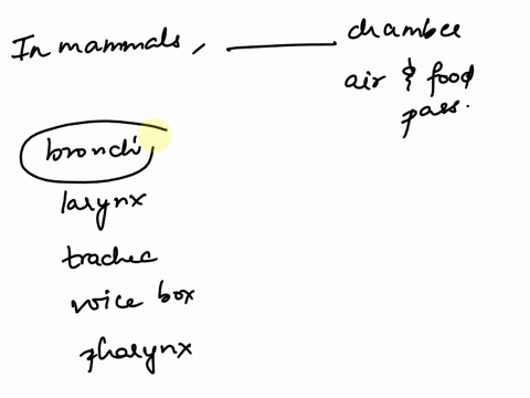 in-mammals-the-___-is-the-common-chamber-through-which-air-and-food-pass-4in-mammalsthe-bronchi-o-larynx-o-trachea-o-volce-box-o-pharynx-is-the-common-chamber-through-which-air-and-food-pass-62467