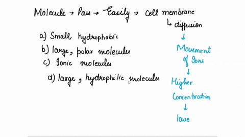 small-hydrophobic-molecules-pass-through-a-cell-membrane-most-easily-by-diffusion-true-or-false-18882